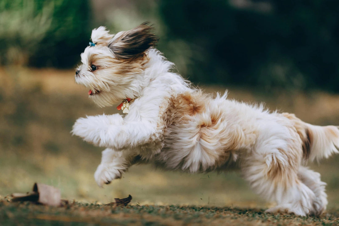 Les Shih-Tzu : Tout ce que vous devez savoir avant d'en adopter un