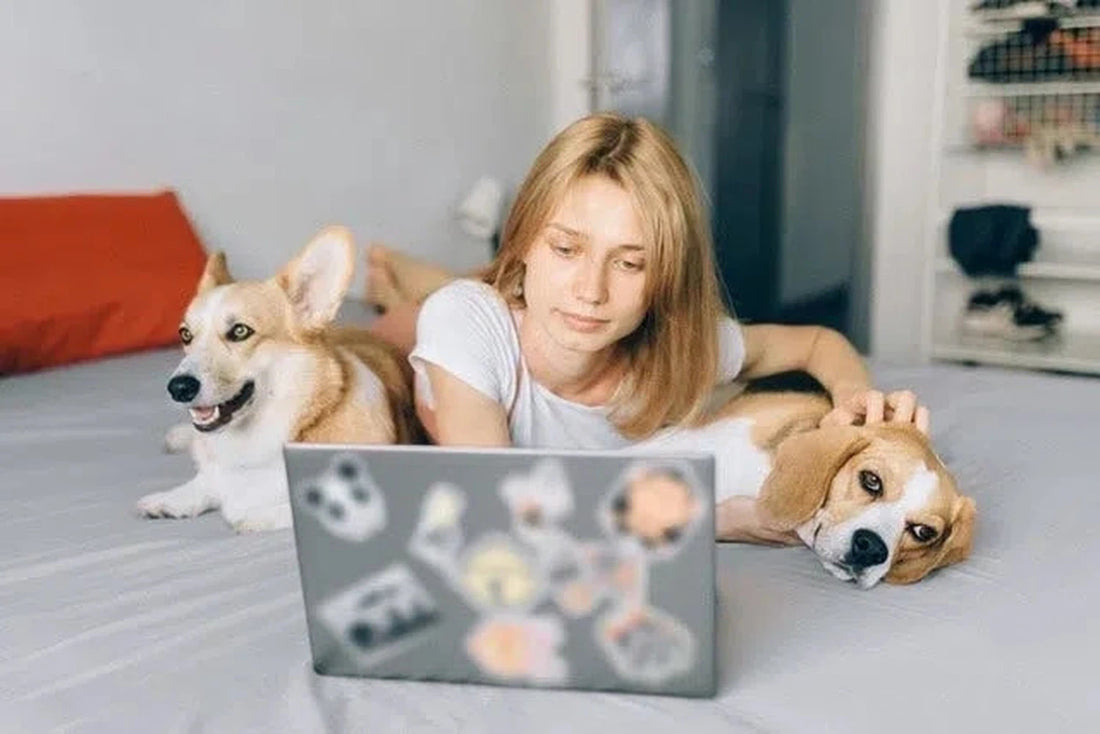 Une personne avec deux chiens à la maison, expliquant comment gérer une chienne en chaleur et un mâle.