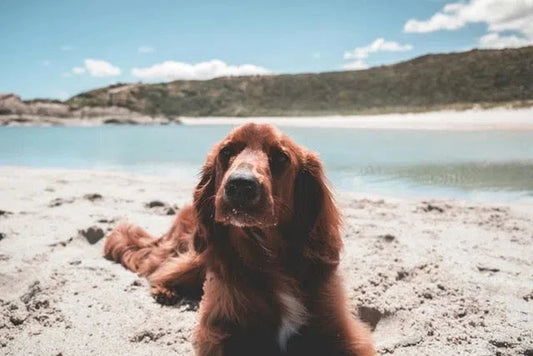 Bien Organiser ses Vacances d'Été avec son Chien : Conseils et Astuces