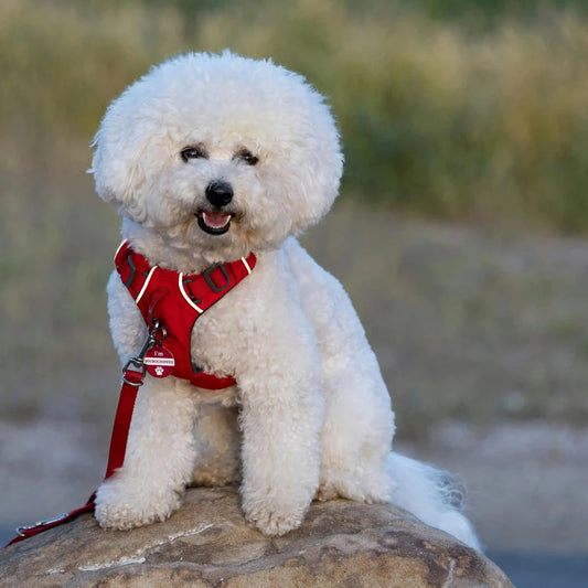 Le Bichon Maltais : Un Compagnon Enjoué au Coeur Tendre